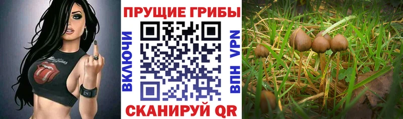 Купить  Верхотурье  Галлюциногенные грибы Magic Shrooms 
